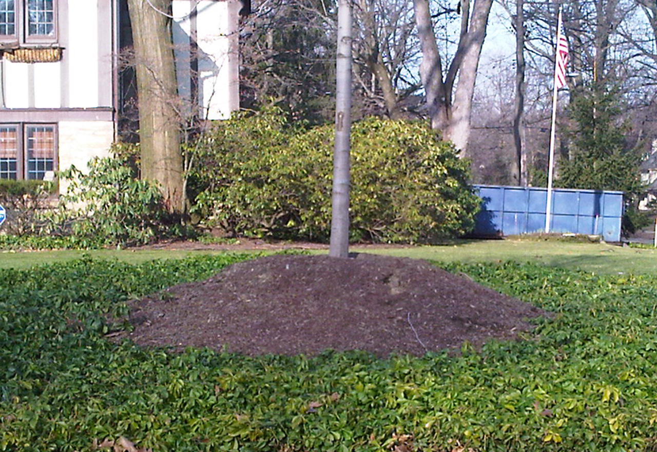 Will Putting Mulch Around A Tree Kill It?